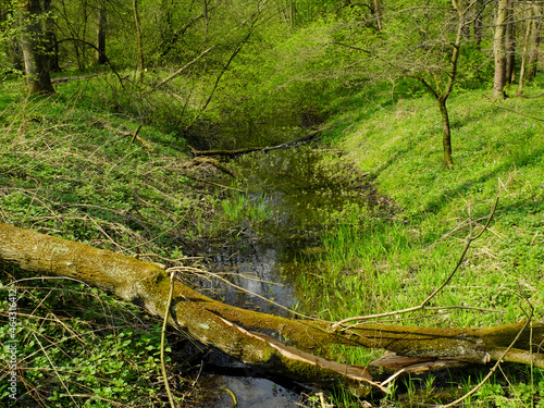 A stream flowing through fresh green spring forest