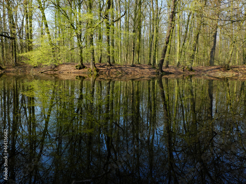 Fresh green spring forest and blue sky reflected in calm water of Elbe river
