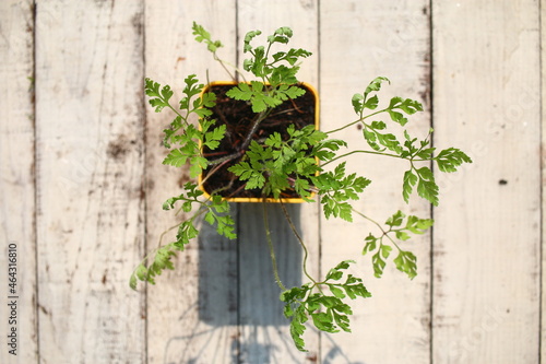 bodziszek cuchnący Geranium robertianum