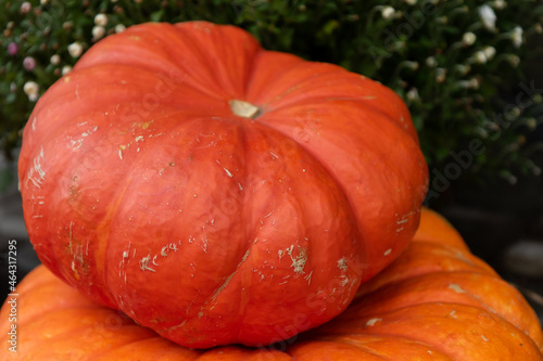 Pumpkins. A composition of bright ripe pumpkins.