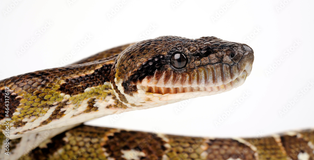 Madagascar boa // Nördliche Madagaskarboa (Acrantophis madagascariensis) Madagascar boa // Nördliche Madagaskarboa (Acrantophis madagascariensis)