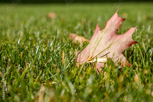 Fotografia detail of a colored leaf on a manicured lawn in the castle garden