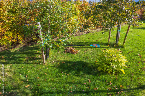 Beautiful view of cleaning garden from fallen leaves in fall. Autumn landscape. Fall season concept. Sweden.