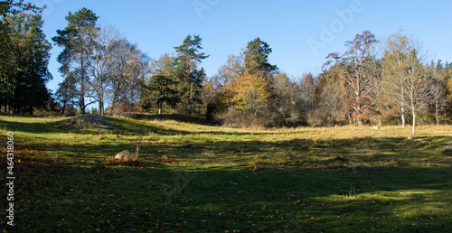 Glade and edge of the autumn forest against the background of a blue cloudless sky
