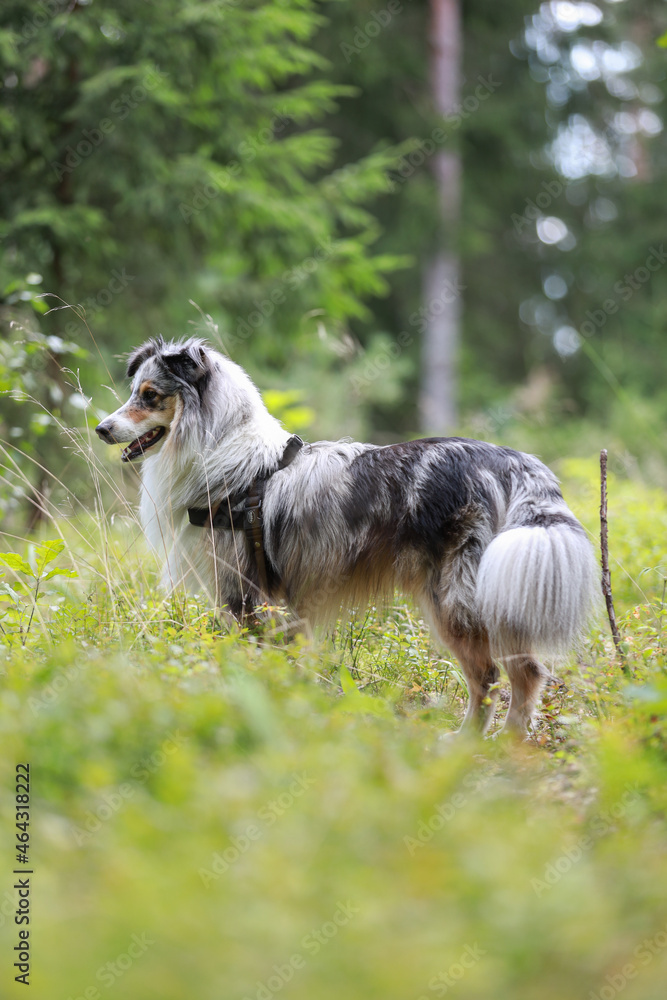 Blue merle shetland sheepdog standing in green pine forest.