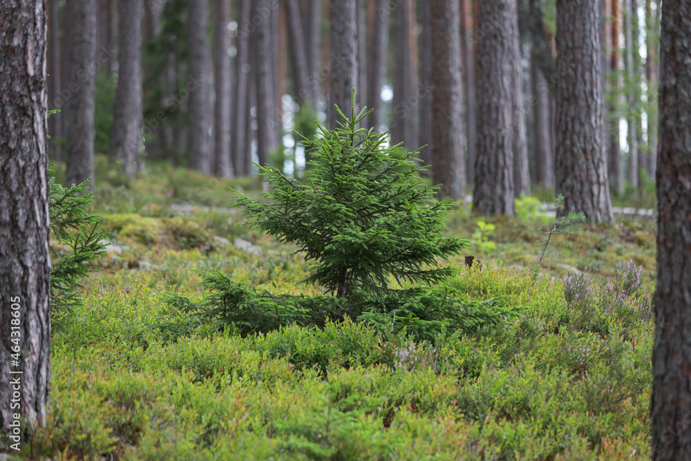 Fototapeta premium Beautiful pine tree growing in the middle of larger and older trees in forest.