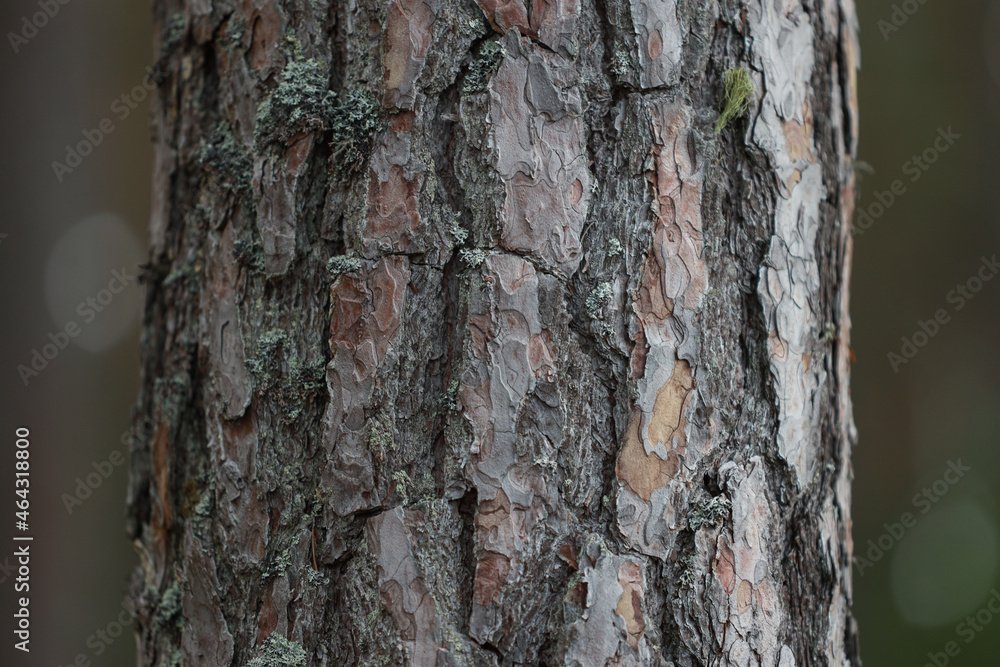 Close-up photo of forest tree bark peel details. Close-up photo of forest tree bark peel details.