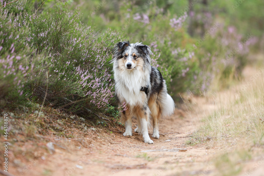 Blue merle shetland sheepdog standing on forest road near blooming heathers. Blue merle shetland sheepdog standing on forest road near blooming heathers.