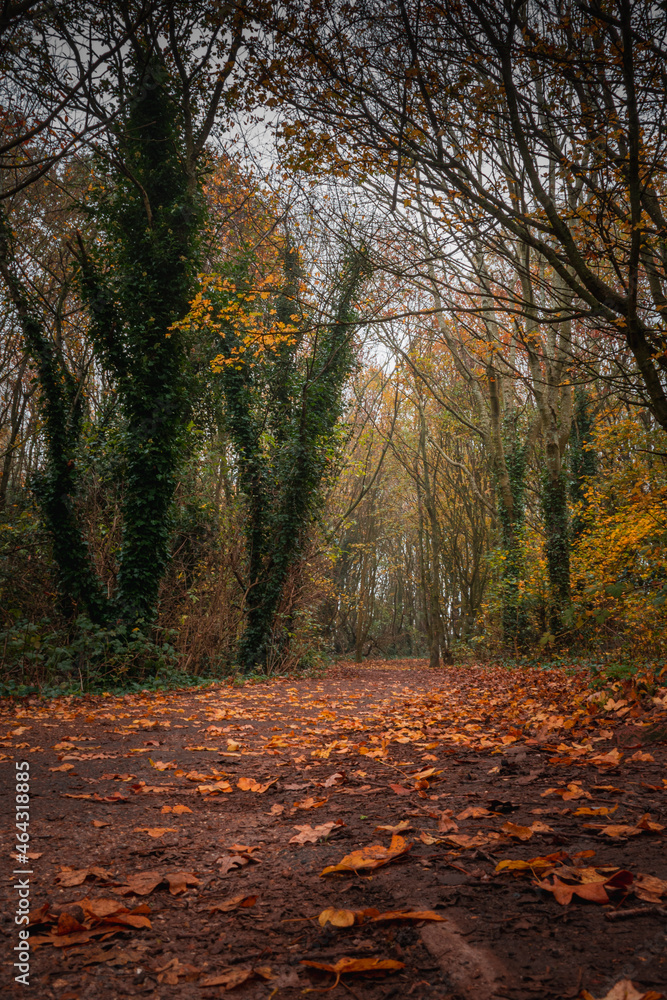 Walking path through the autumn