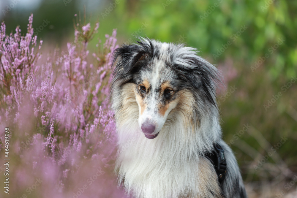Close up photo of blue merle shetland sheepdog sheltie dog portrait photo in forest near blooming heathers. Close up photo of blue merle shetland sheepdog sheltie dog portrait photo in forest near blooming heathers.