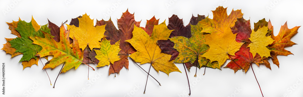 Fototapeta premium Colorful autumn background. Colorful maple leaves close up. leaves background.