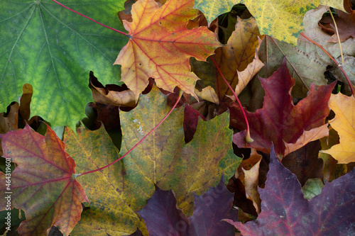 Colorful autumn background. Colorful maple leaves close up. leaves background.