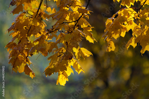 Beautiful autumn leaves on a tree in the park, close-up.