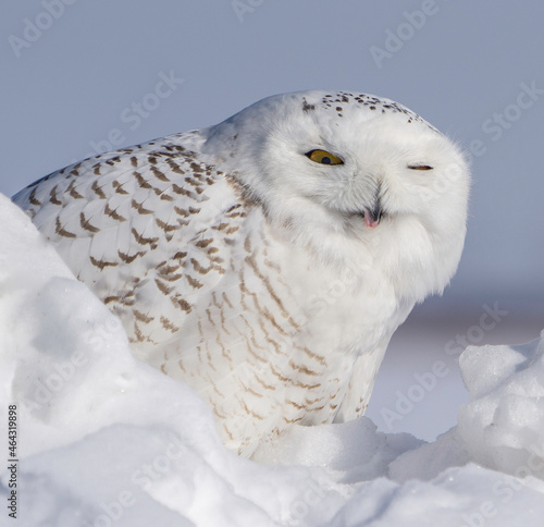 snow owl © Patrick