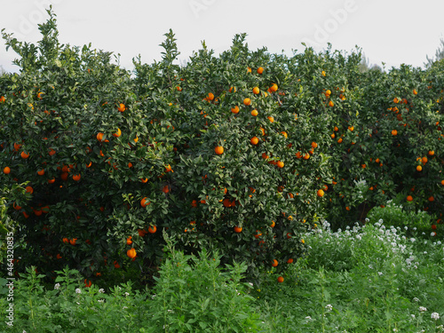 orange tree in the field
