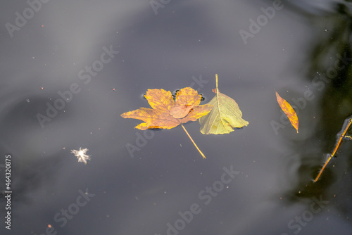 Herbst Blatt schwimmt im Wasser