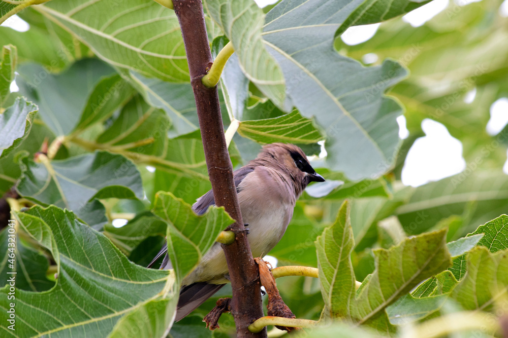 Obraz premium Cedar Waxwing Bird 31