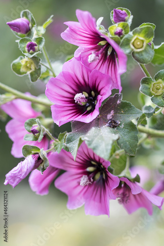 Gros plan sur les fleurs de Mauve royale (Malva arborea ou Malva dendromorpha photo