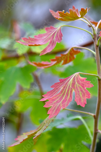 Red Currant Leaf 02