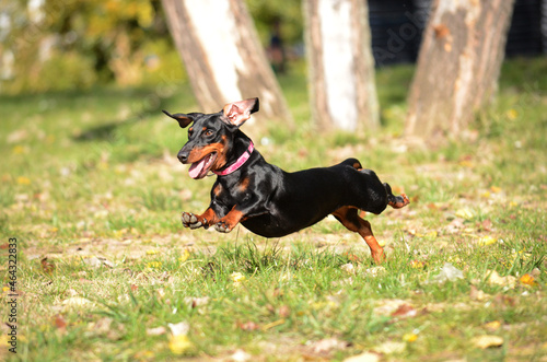 Dachshund dog running