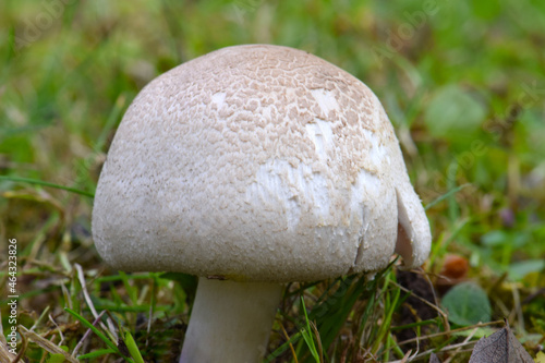 Button Mushroom in Grass 04
