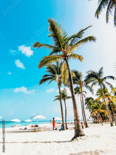 palm trees on the beach, Isla Mujeres México 