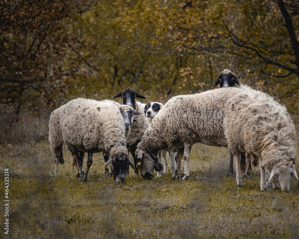 A flock of sheep and their guard dog near the small village of Varshilo in the Strandzha Mountains