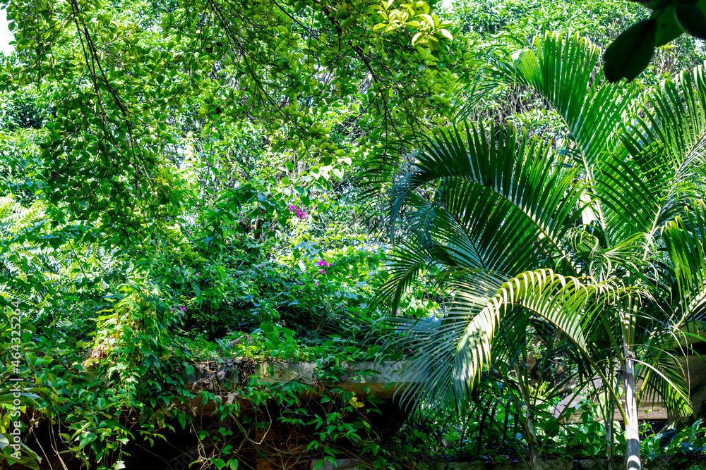 Fototapeta premium Beautiful summer green botanical garden with bright sunlight