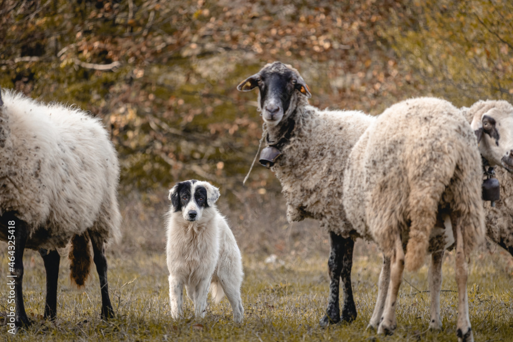 Dog guarding grazing sheep in the mountains of Strandzha during the Autumn Dog guarding grazing sheep in the mountains of Strandzha during the Autumn