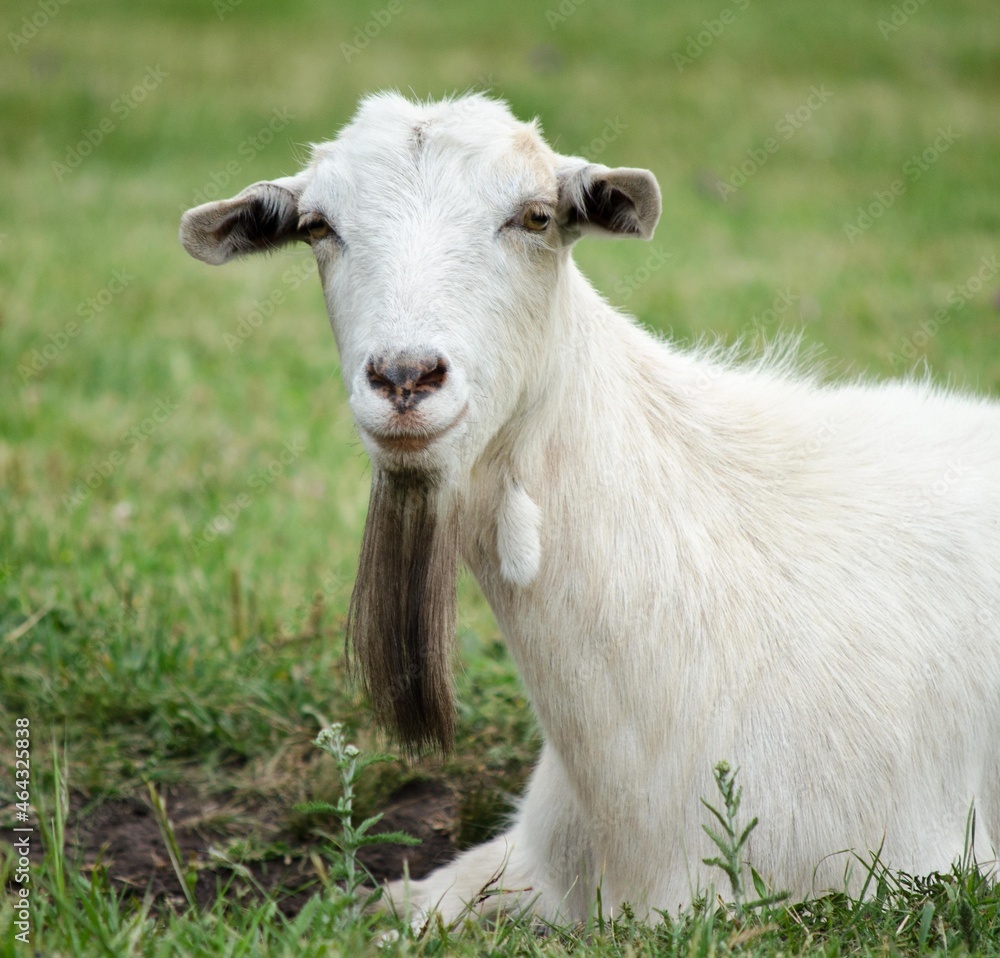 White Goat