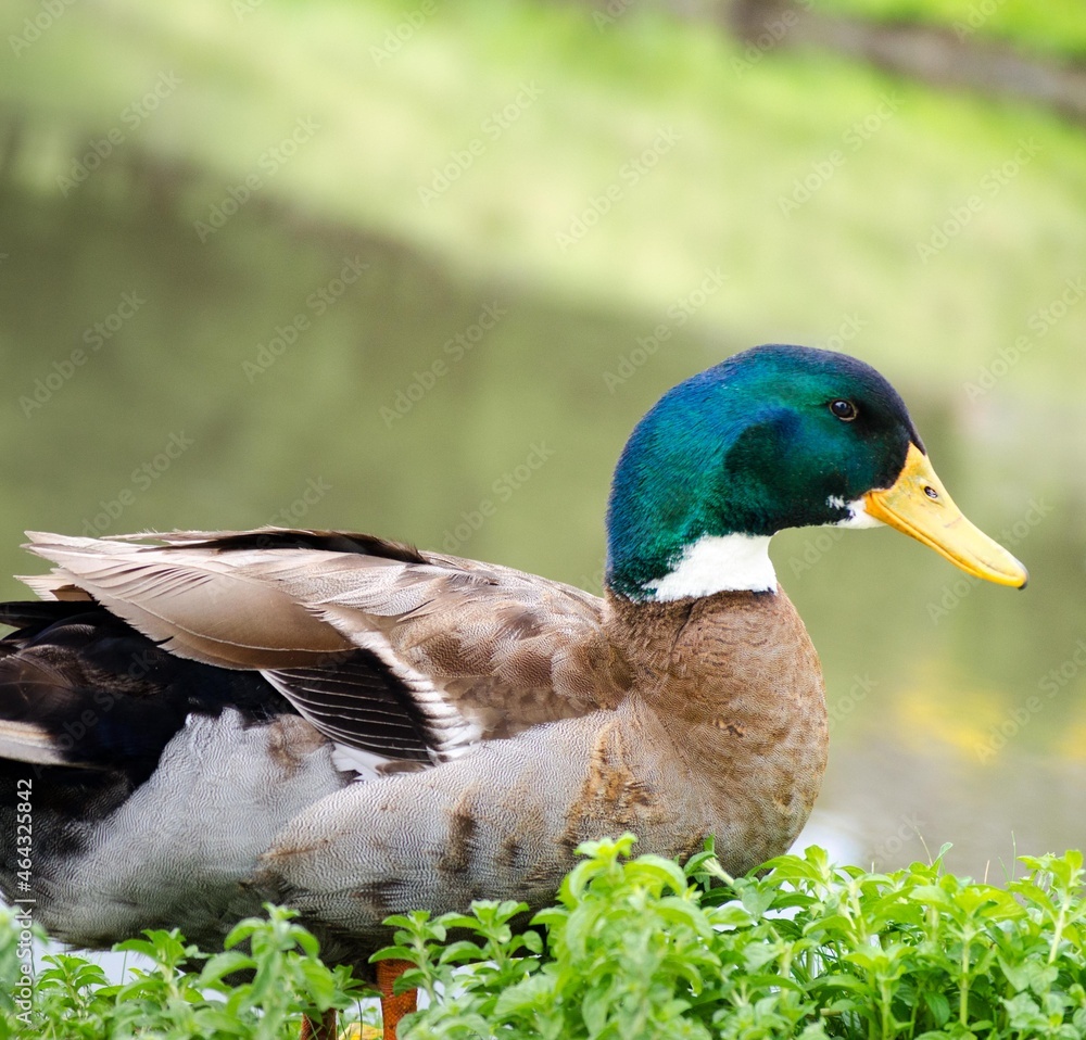 Obraz premium Green Collar Duck