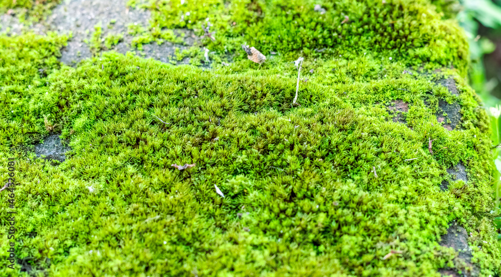 Growing green moss on a big stone close up shot with selective focus