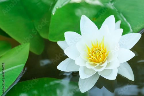 Beautiful white lotus flower in water  closeup