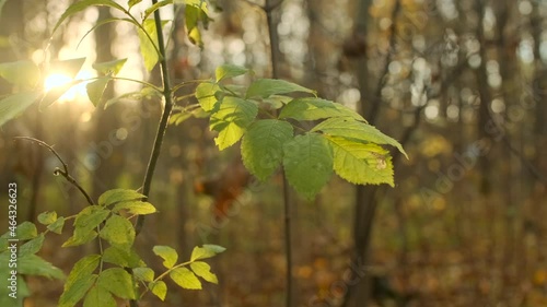 The bright sunlight showing up from behind trees in the forest. The best place for a camping. Nature in pristine condition, wildlife. Dense forest in the autumn morning. 