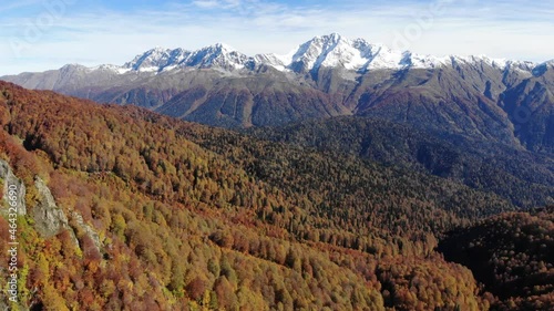 4K drone aerial footage flying over autumn colored larch trees in alpine landscape with high cliffy mountains on sunny day with clear blue sky