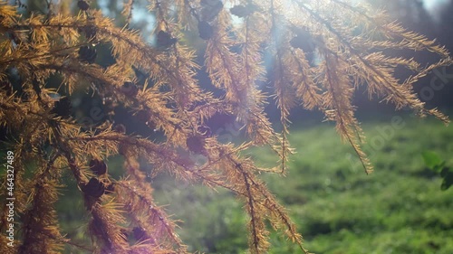 Turned red coniferous tree with cones swaying  by the wind in a village. The leaf fall in the autumn season: rare sun rays, foliage falling off trees and getting cold weather. Still green grass