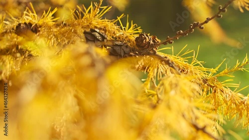 Turned yellow coniferous tree with cones swaying  by the wind in a village. The leaf fall in the autumn season: rare sun rays, foliage falling off trees and getting cold weather. Still green grass
