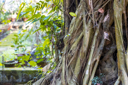 Aged big banyan tree with many roots inside of a botanical garden close up view