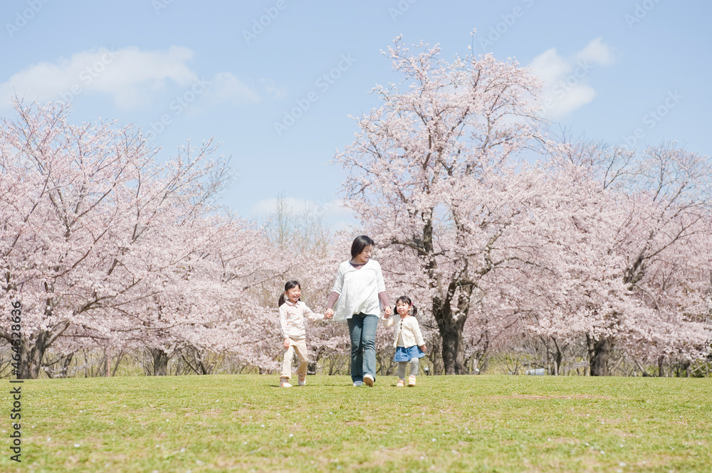 桜の中を歩く元気な女の子の姉妹とお母さん 桜の中を歩く元気な女の子の姉妹とお母さん