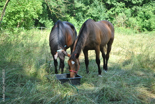 Konie przy wodopoju © bnorbert3