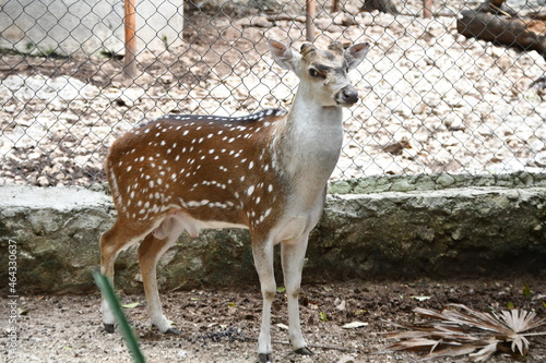 Deer at sanctuary