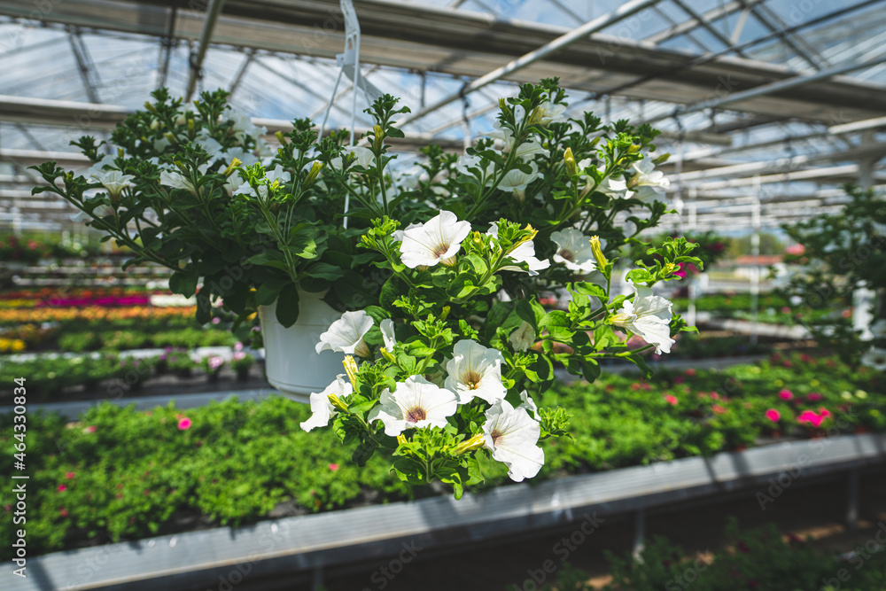 Wunderschöne Petunien ranken auf aufgehängten Blumenkübeln im Gewächshaus einer Gärtnerei.