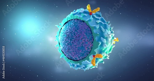 Flight around lymphocyte, type of white blood cell in the immune system - 3d illustration photo