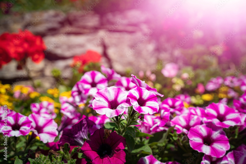 Leuchtend rot gestreift blühende Petunien im Blumenbeet vor einer Bruchsteinmauer. Leuchtend rot gestreift blühende Petunien im Blumenbeet vor einer Bruchsteinmauer.