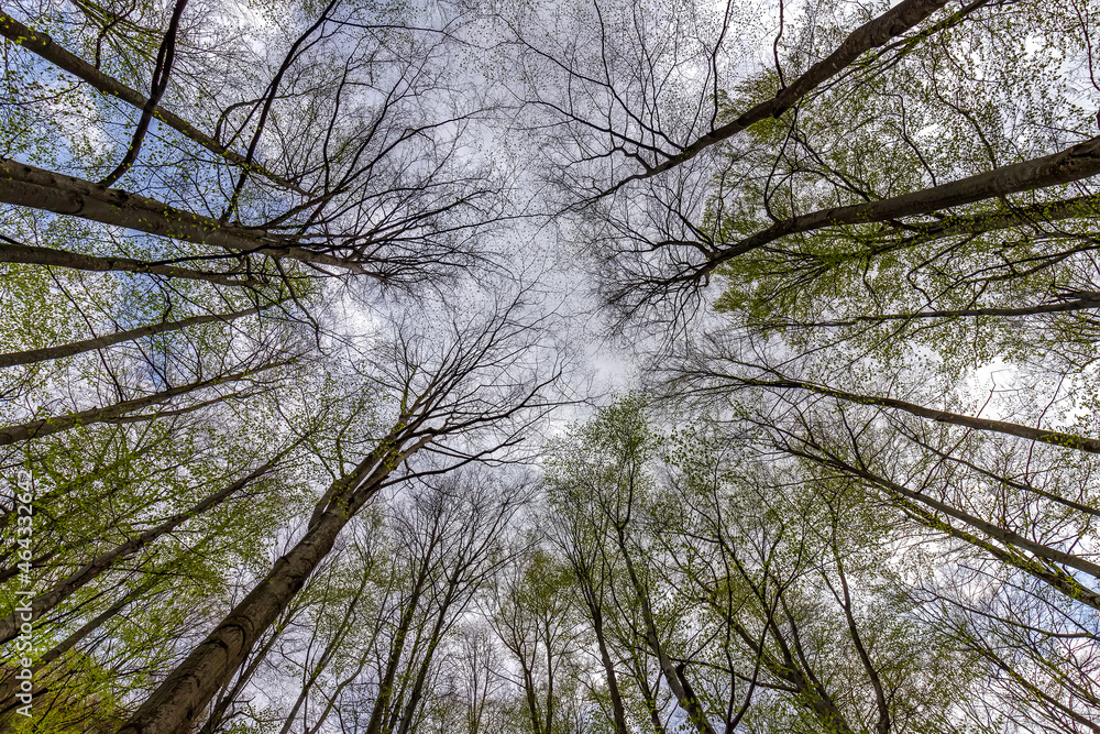 Tall trees in forest viewed from bottom to top Tall trees in forest viewed from bottom to top