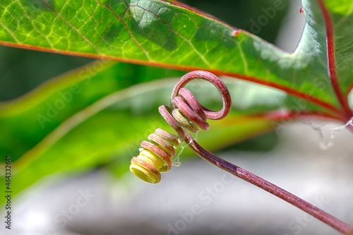 The spiral vine and treetop of green plant. Abstract view