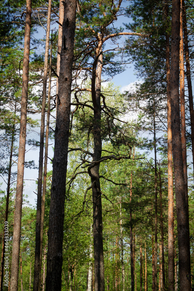 Forest trees with sunlight pouring through. Dry tree in pine forest