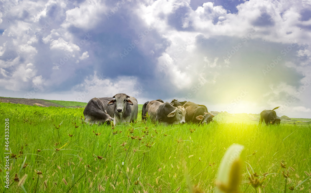 Cows in the field eating grass, photo of several cows in a green field ...