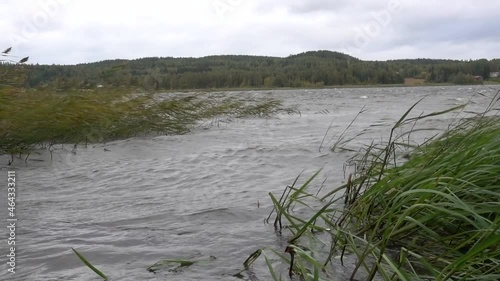 Extremely strong autumn storm winds on a lake in Western Finland with foamy wave crests created by Aila storm on 17 September 2020. photo