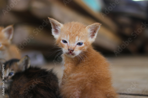 Close-up view of a yellow kitten with slanted eyes just waking up in the morning in the backyard © Jamaludinyusup